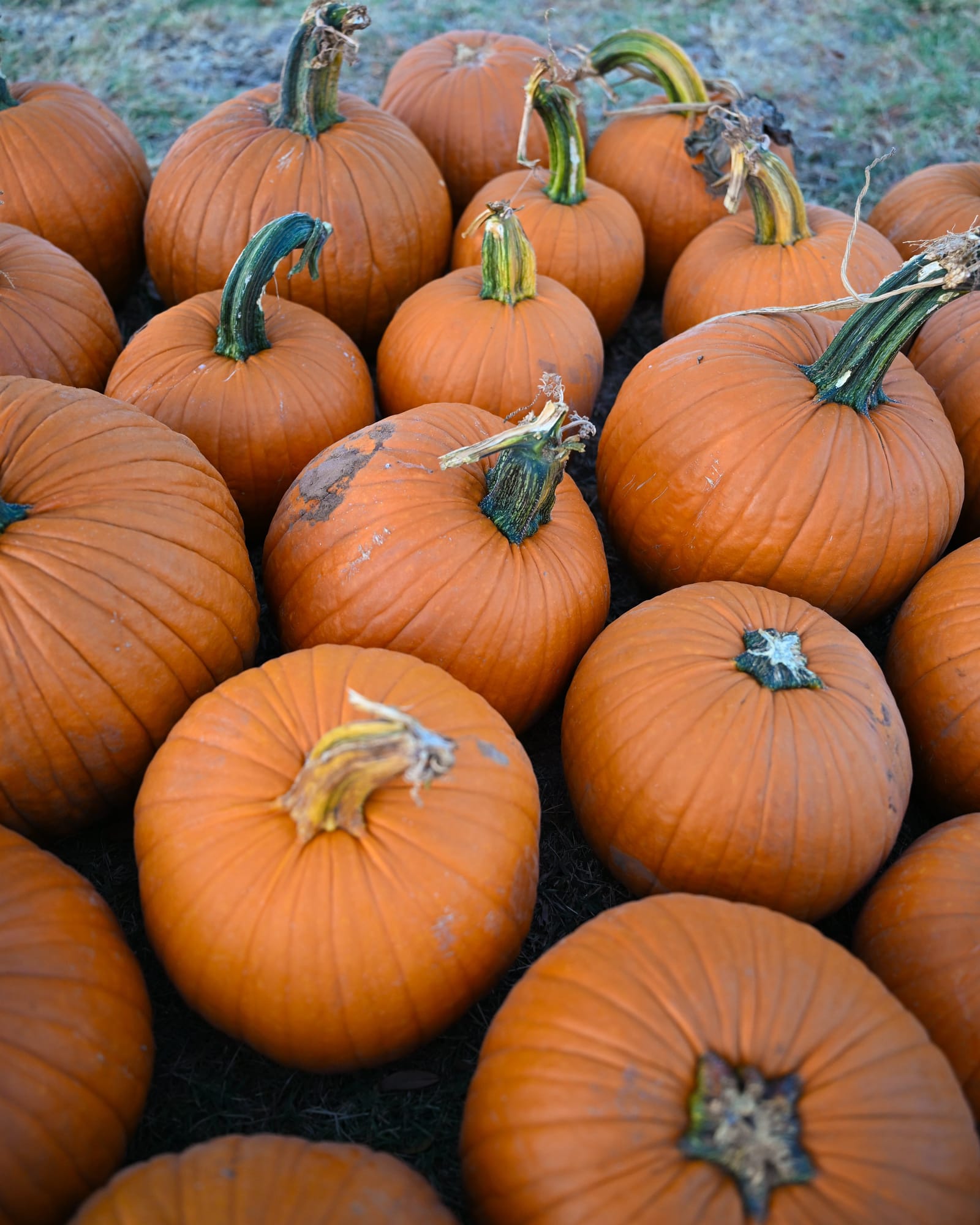 Small Jack Pumpkin
