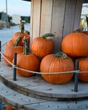 Small Jack Pumpkin thumbnail 2