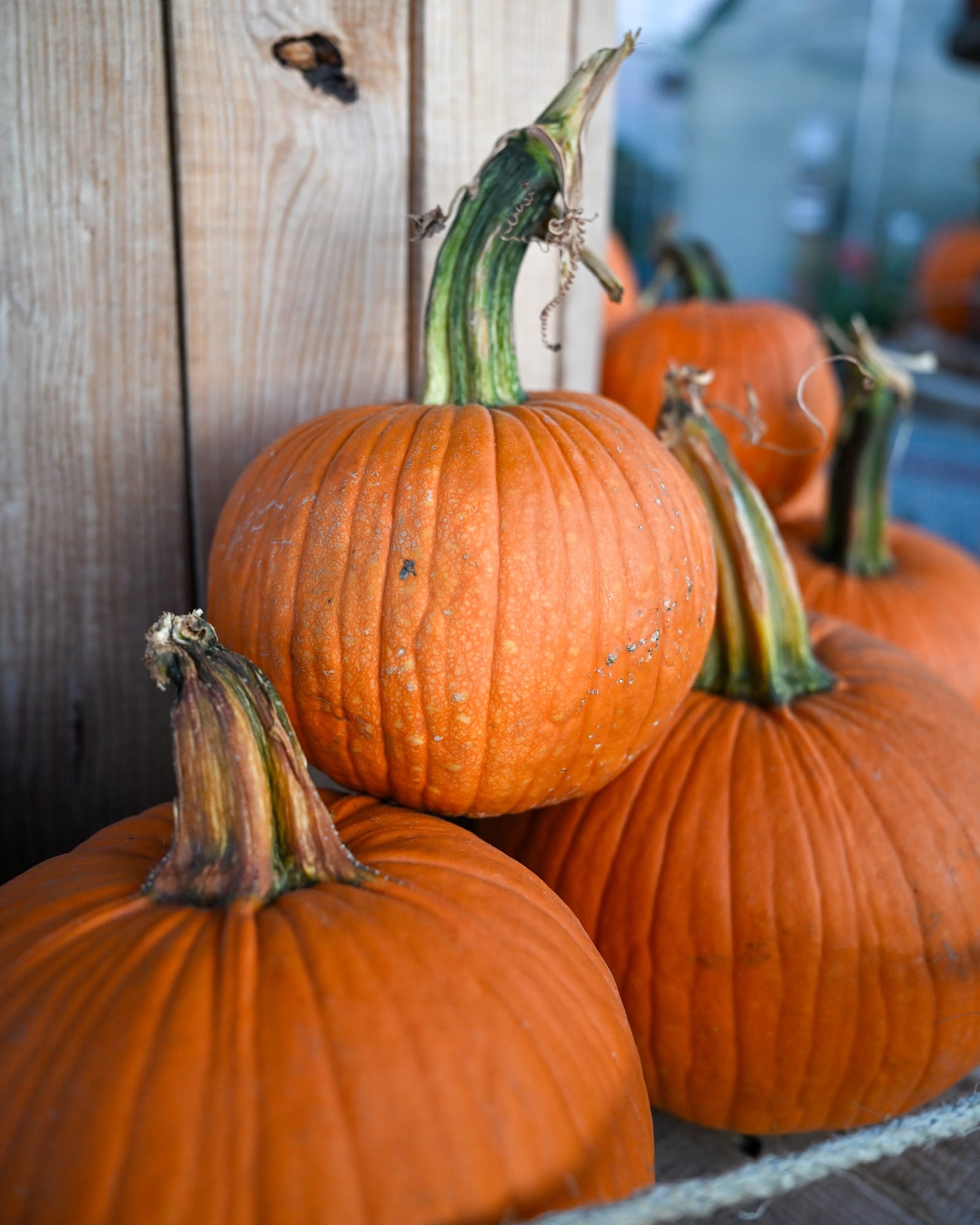 Small Jack Pumpkin - view 3