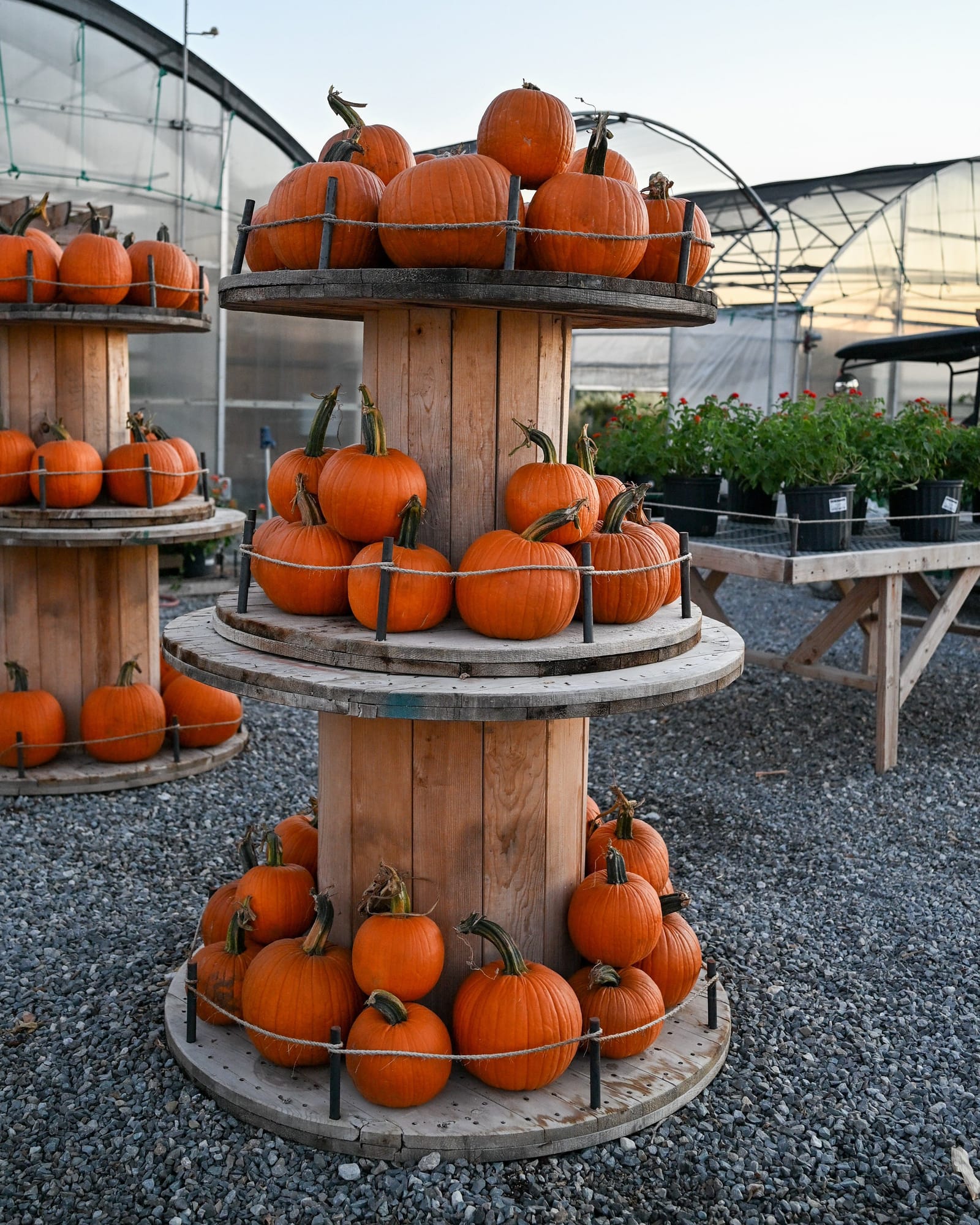 Small Jack Pumpkin - view 4