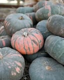 Speckled Hound Pumpkin thumbnail 1