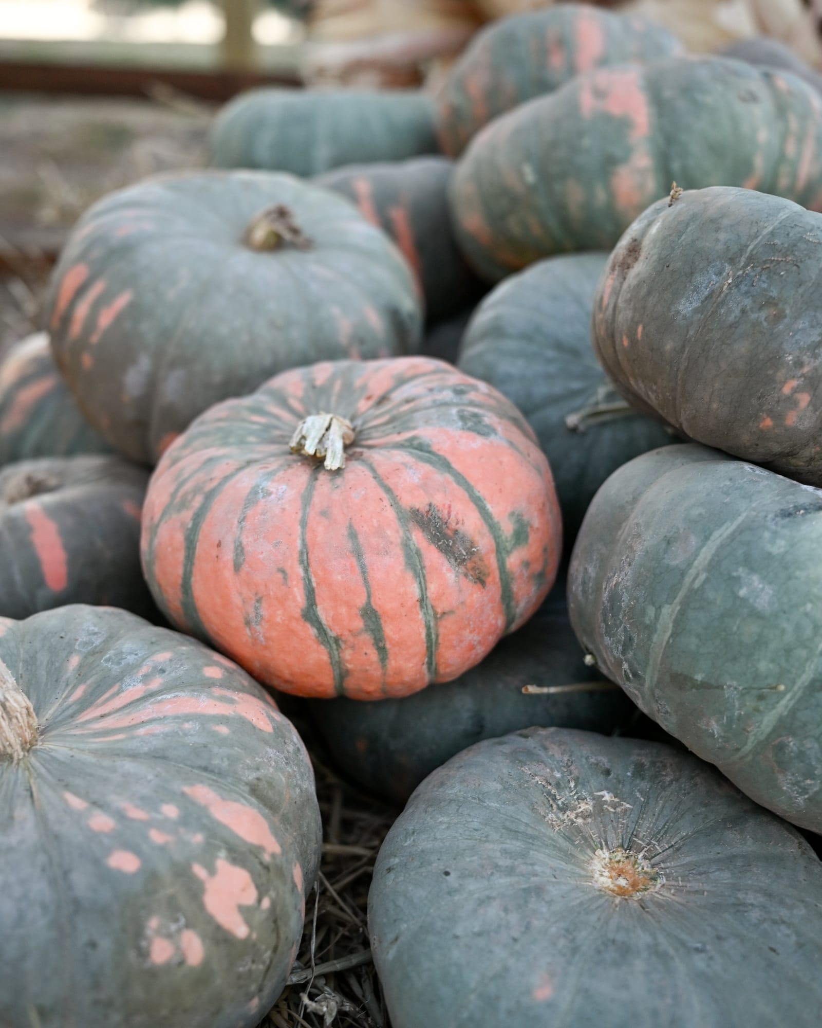 Speckled Hound Pumpkin
