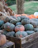 Speckled Hound Pumpkin thumbnail 4