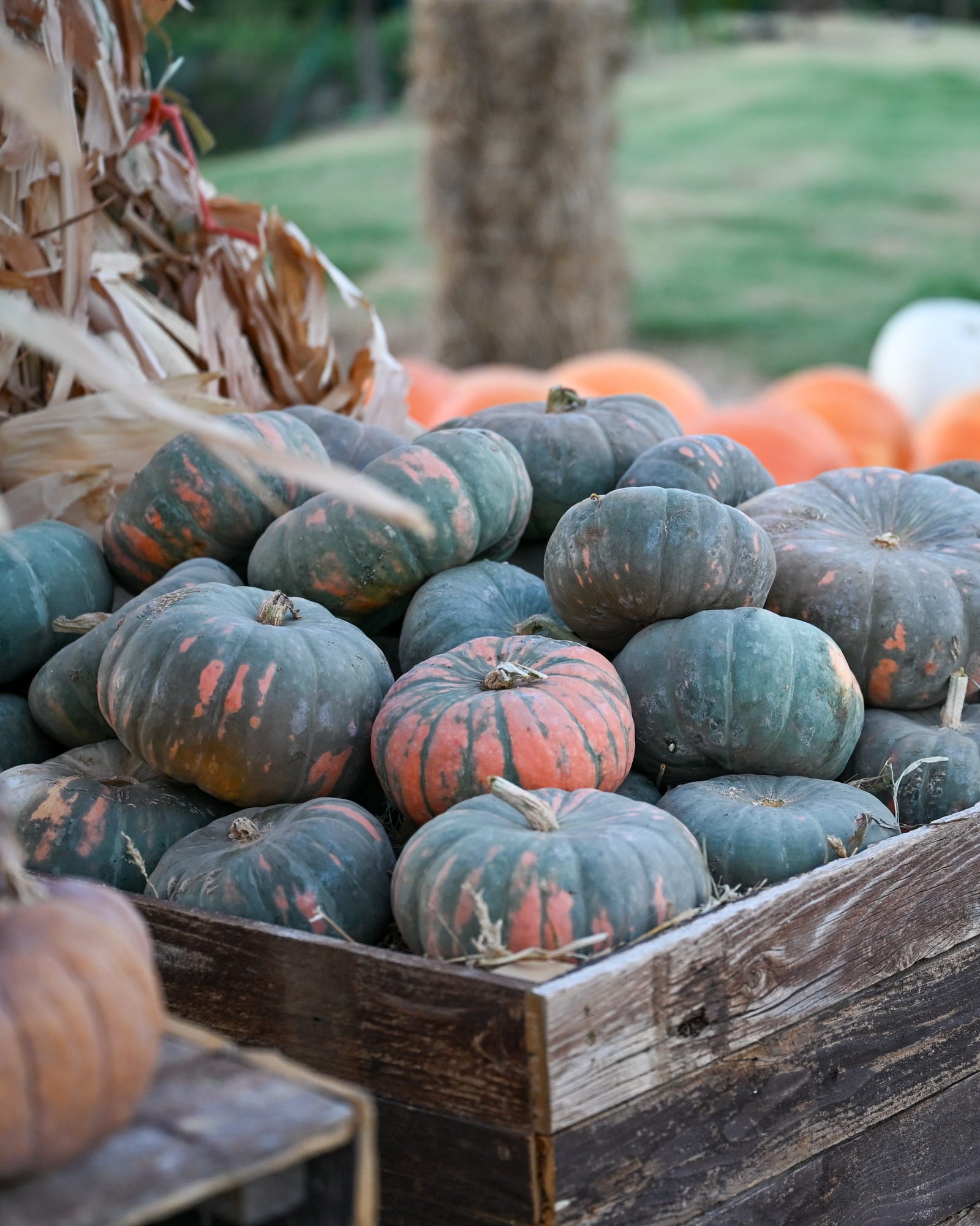 Speckled Hound Pumpkin - view 4