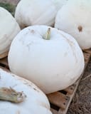 World of Color Pumpkin thumbnail 1