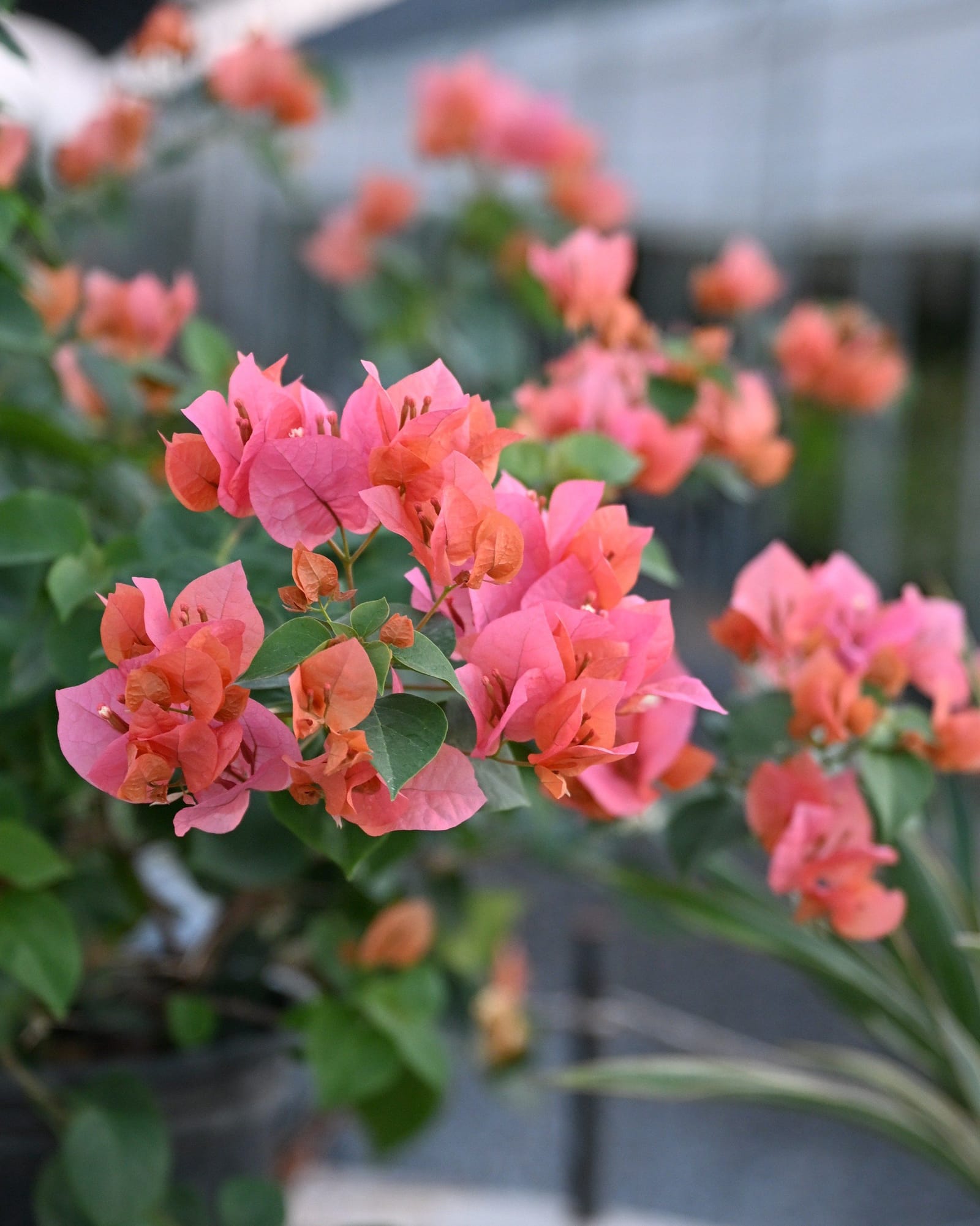 Sundown Orange Bougainvillea