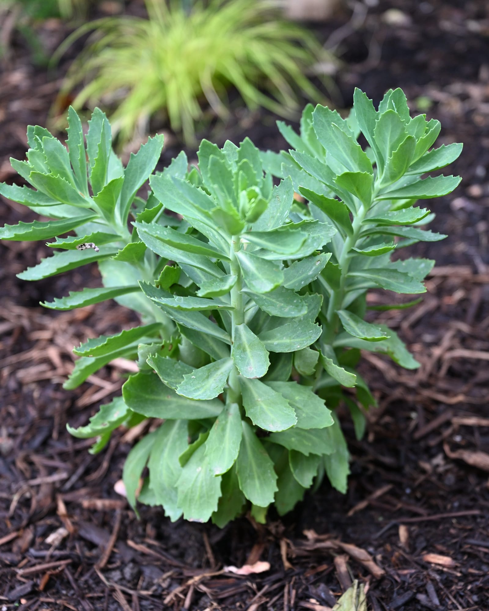 Autumn Joy Sedum - view 3
