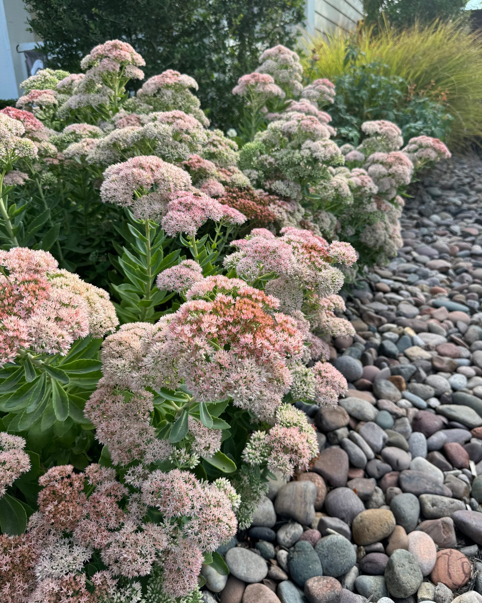 Autumn Joy Sedum - view 4