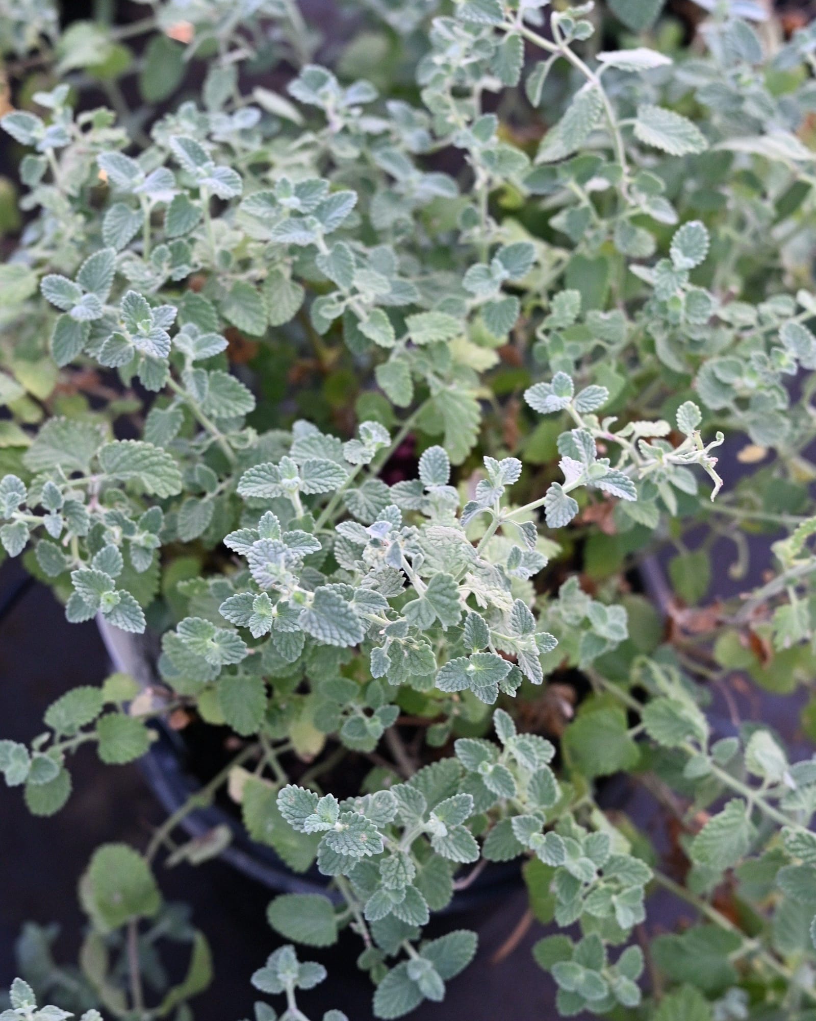 Six Hills Giant Catmint