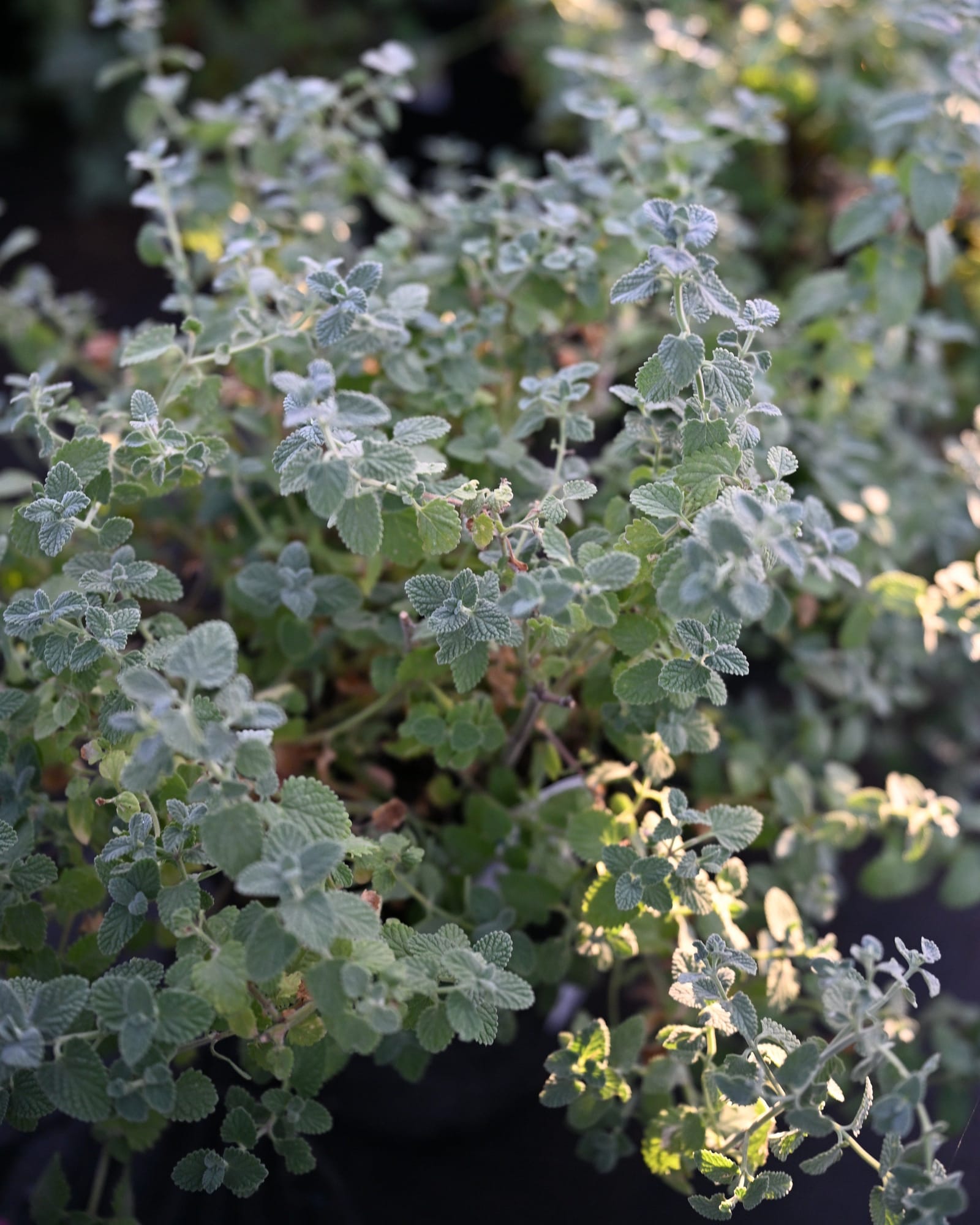 Six Hills Giant Catmint - view 2