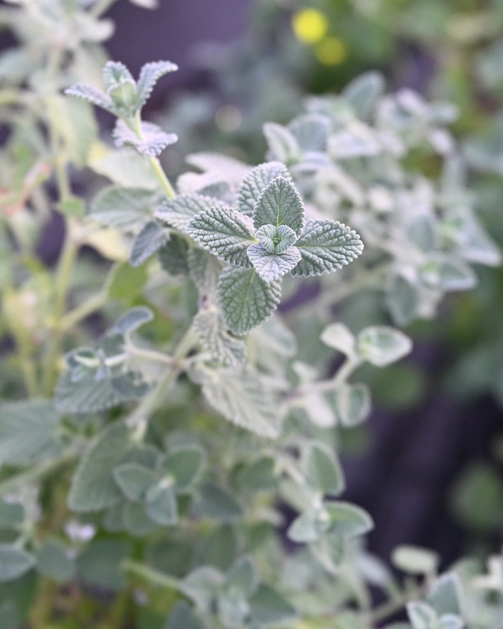 Six Hills Giant Catmint - view 3