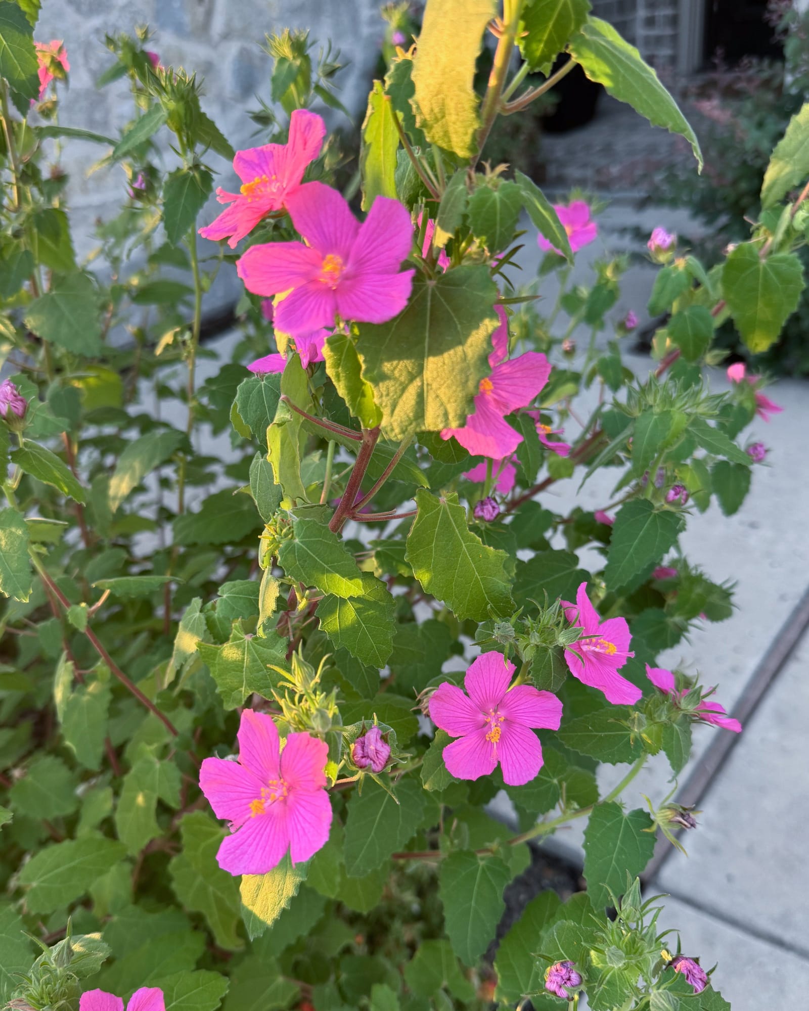 Rock Rose Pavonia