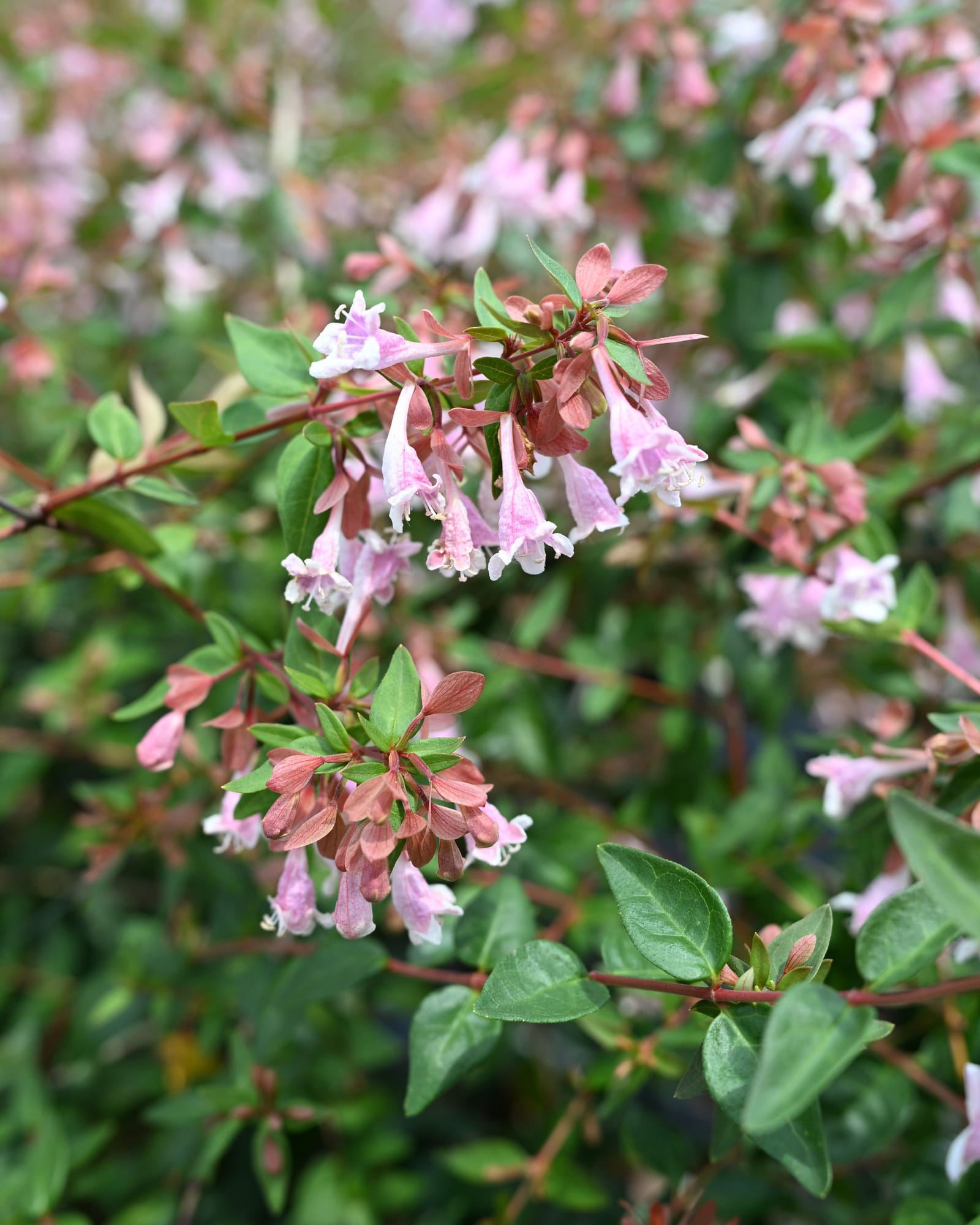 Edward Goucher Abelia