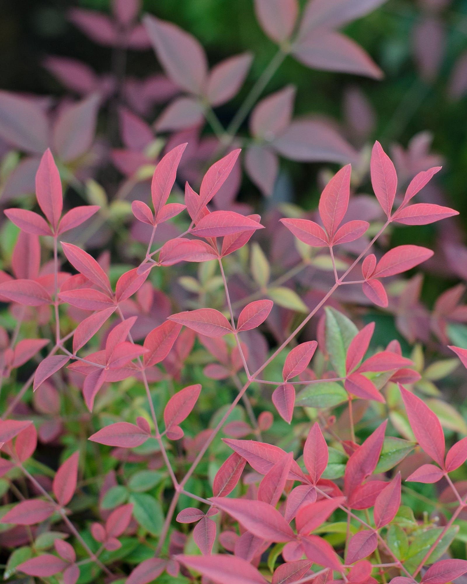Flirt Nandina