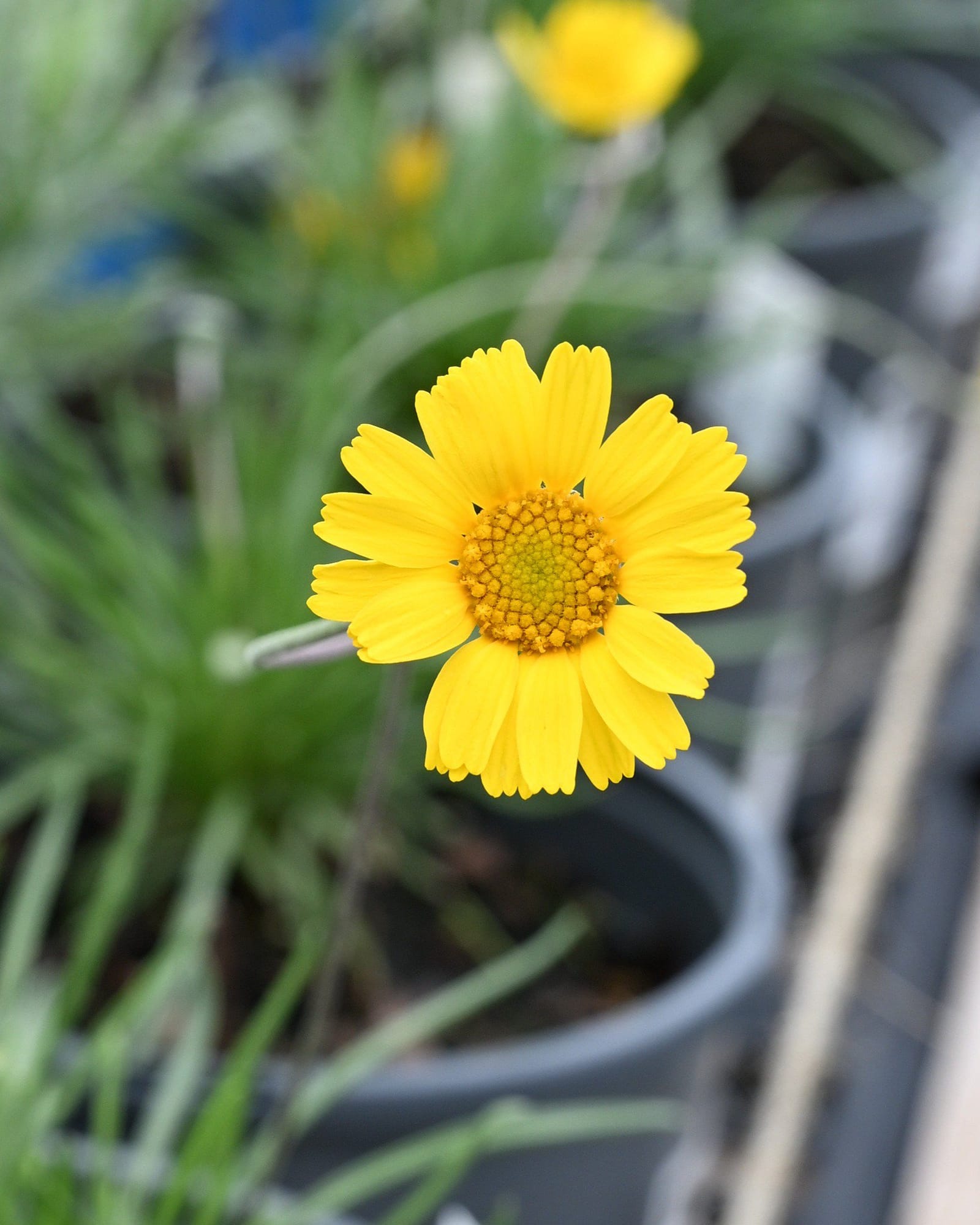 Four Nerve Daisy