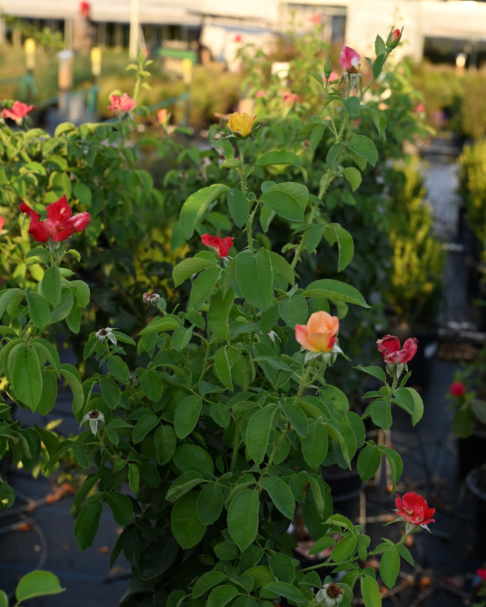 Joseph's Coat Climbing Rose - view 4