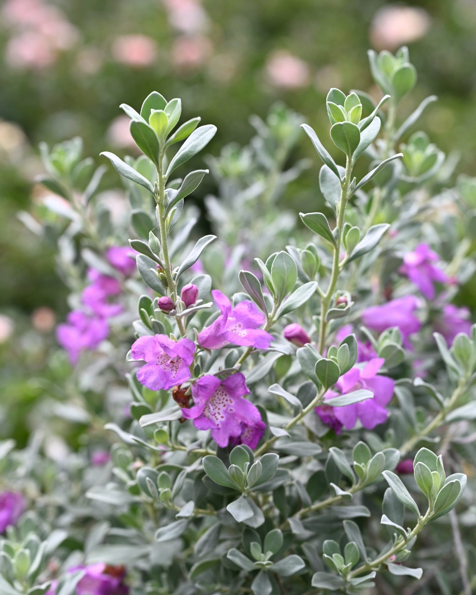 Desperado Texas Sage