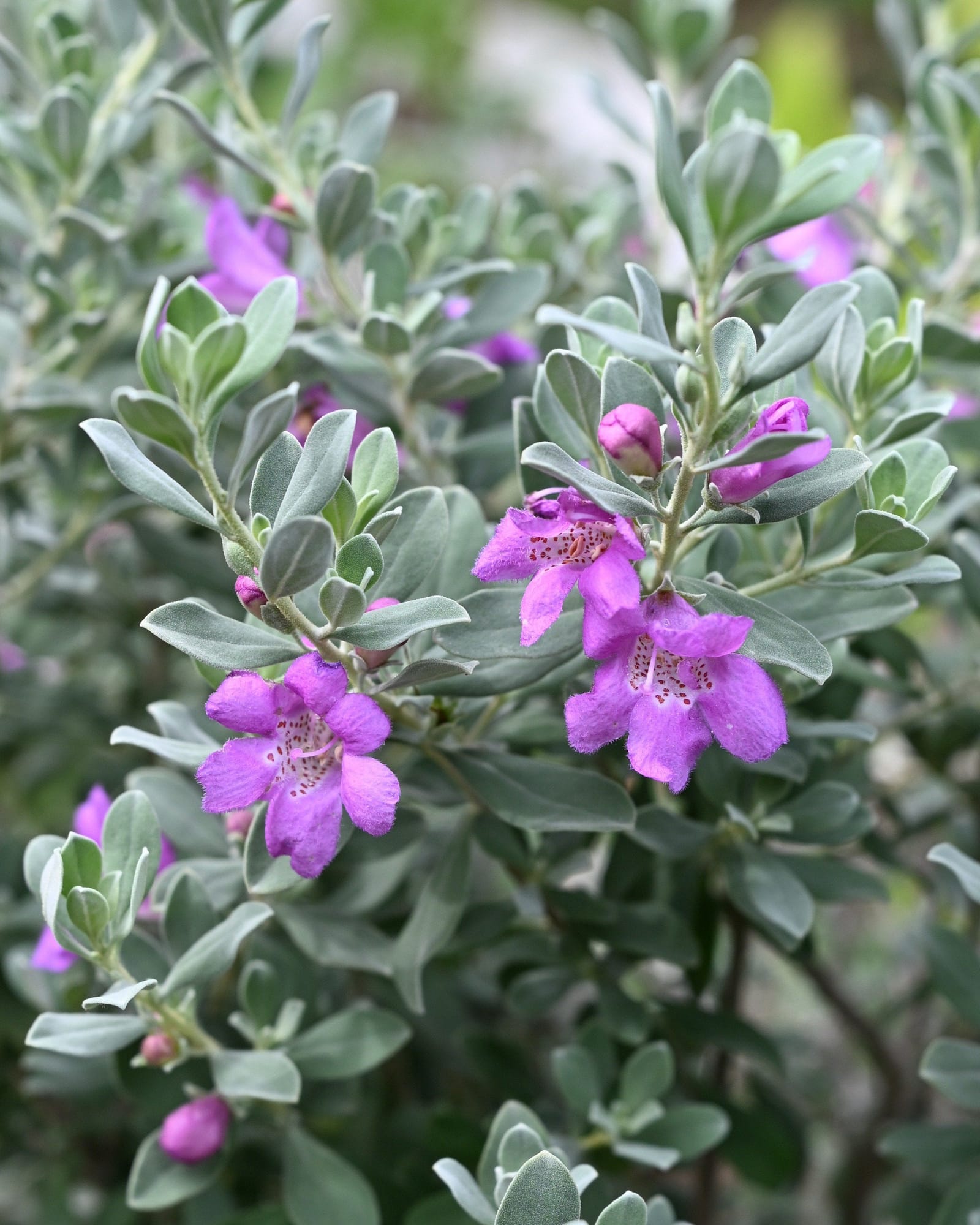 Desperado Texas Sage - view 5