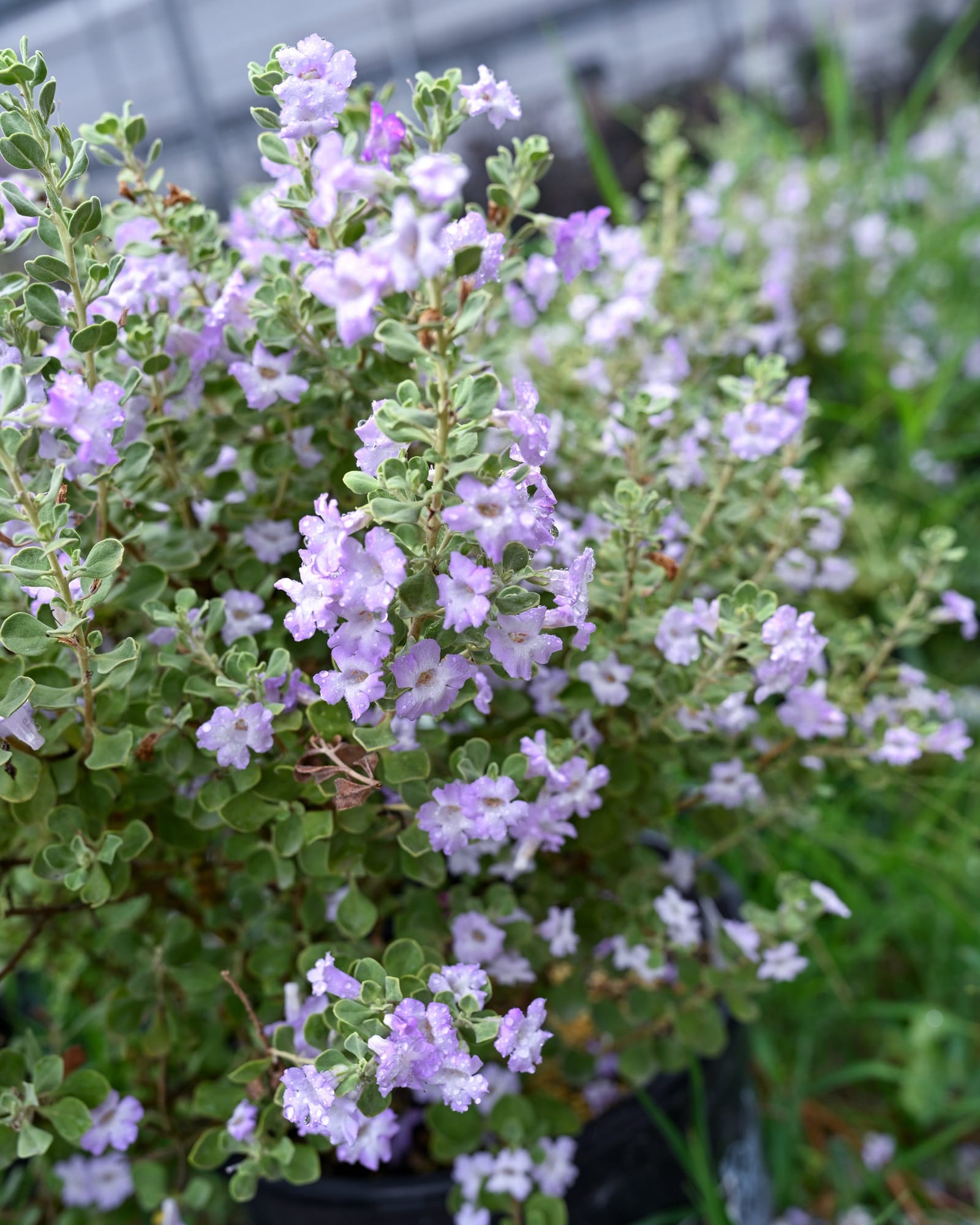 Lynn's Legacy Texas Sage