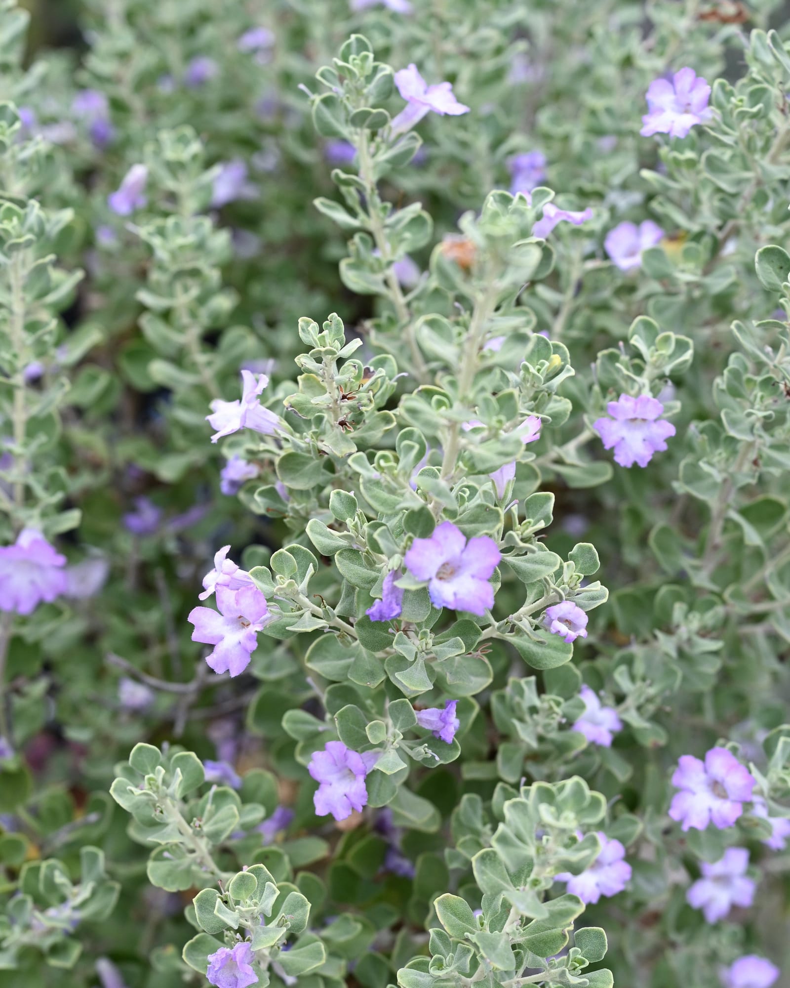 Lynn's Legacy Texas Sage - view 5
