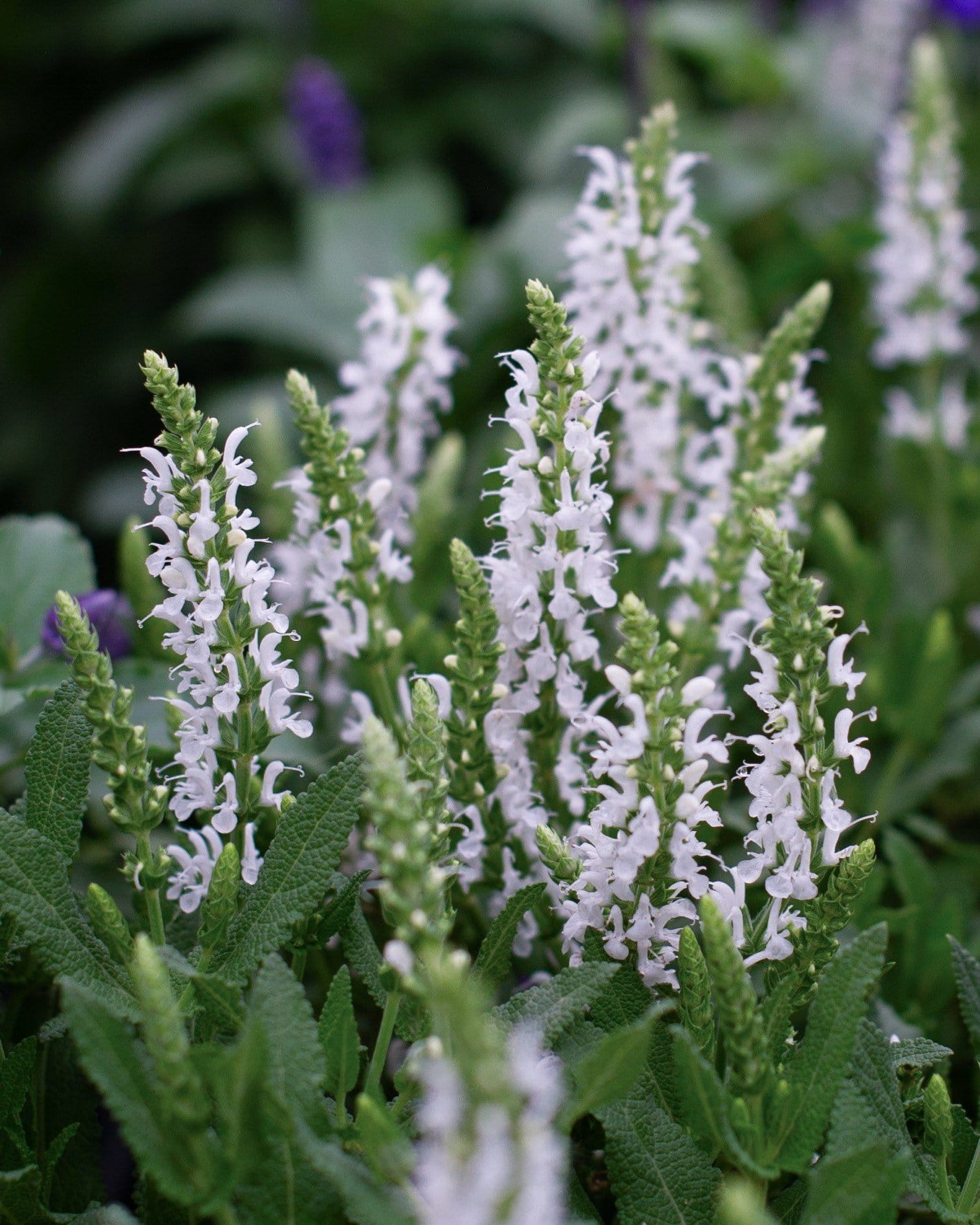 Lyrical White Salvia