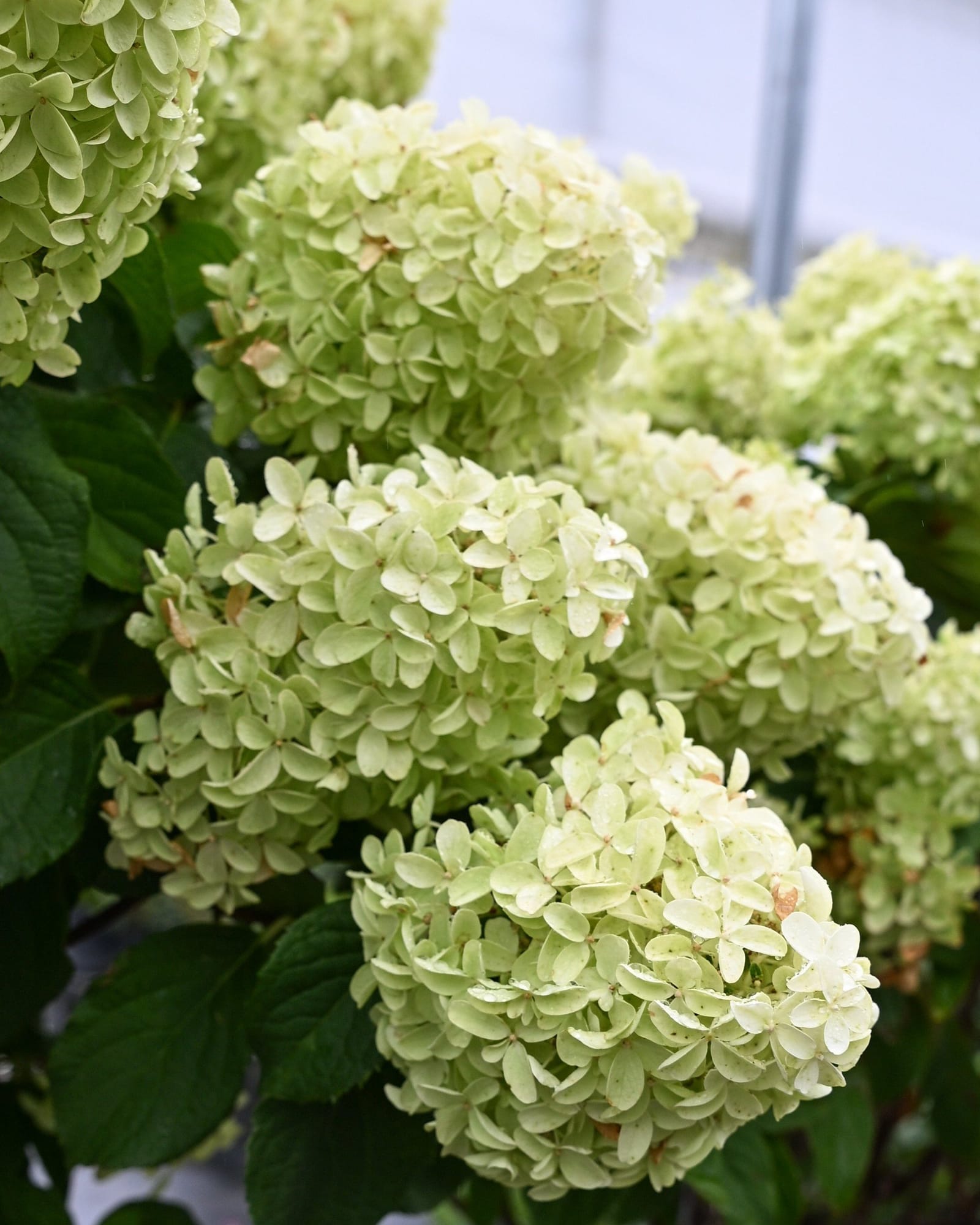 Quick Fire Fab Hydrangea