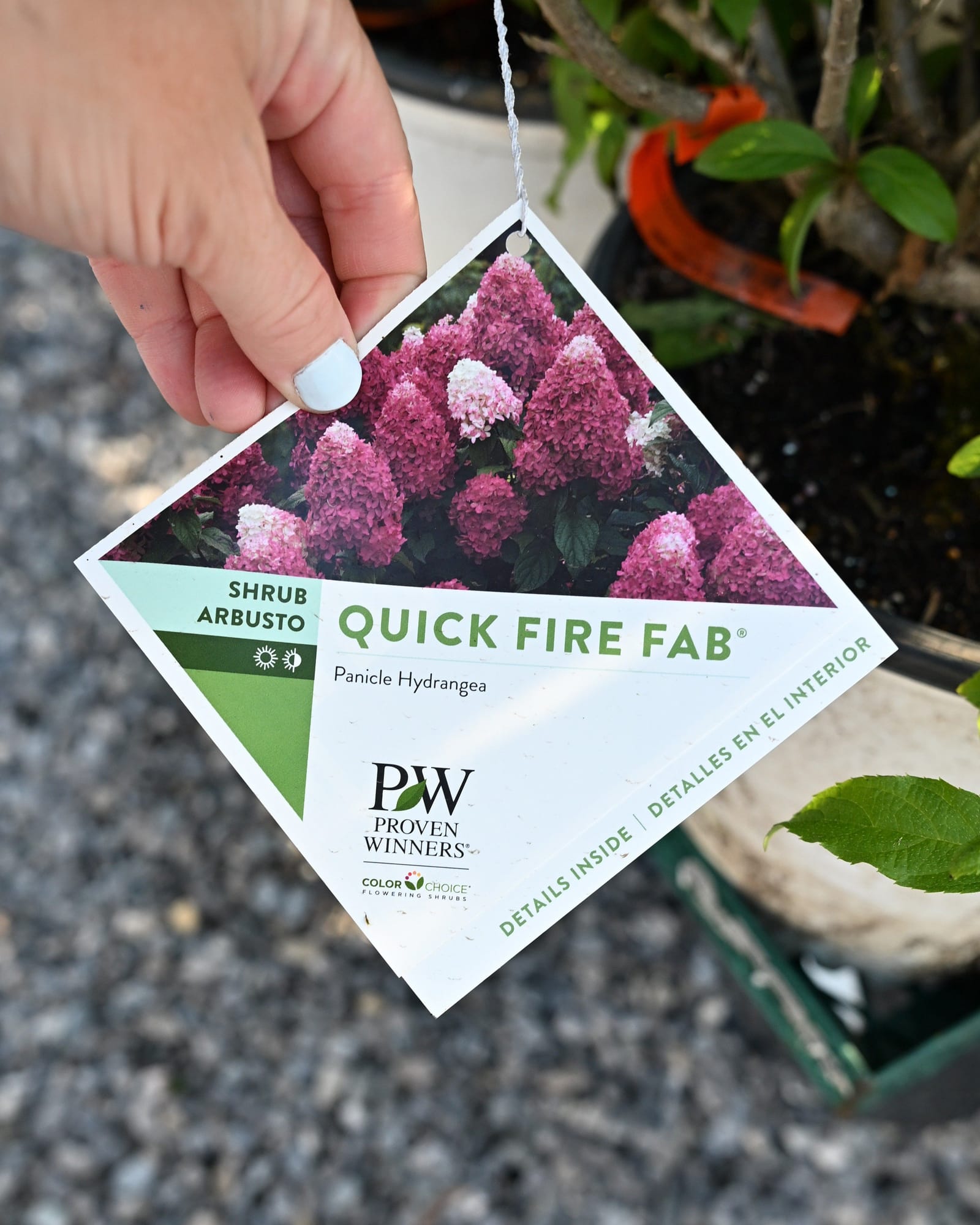 Quick Fire Fab Hydrangea - view 5