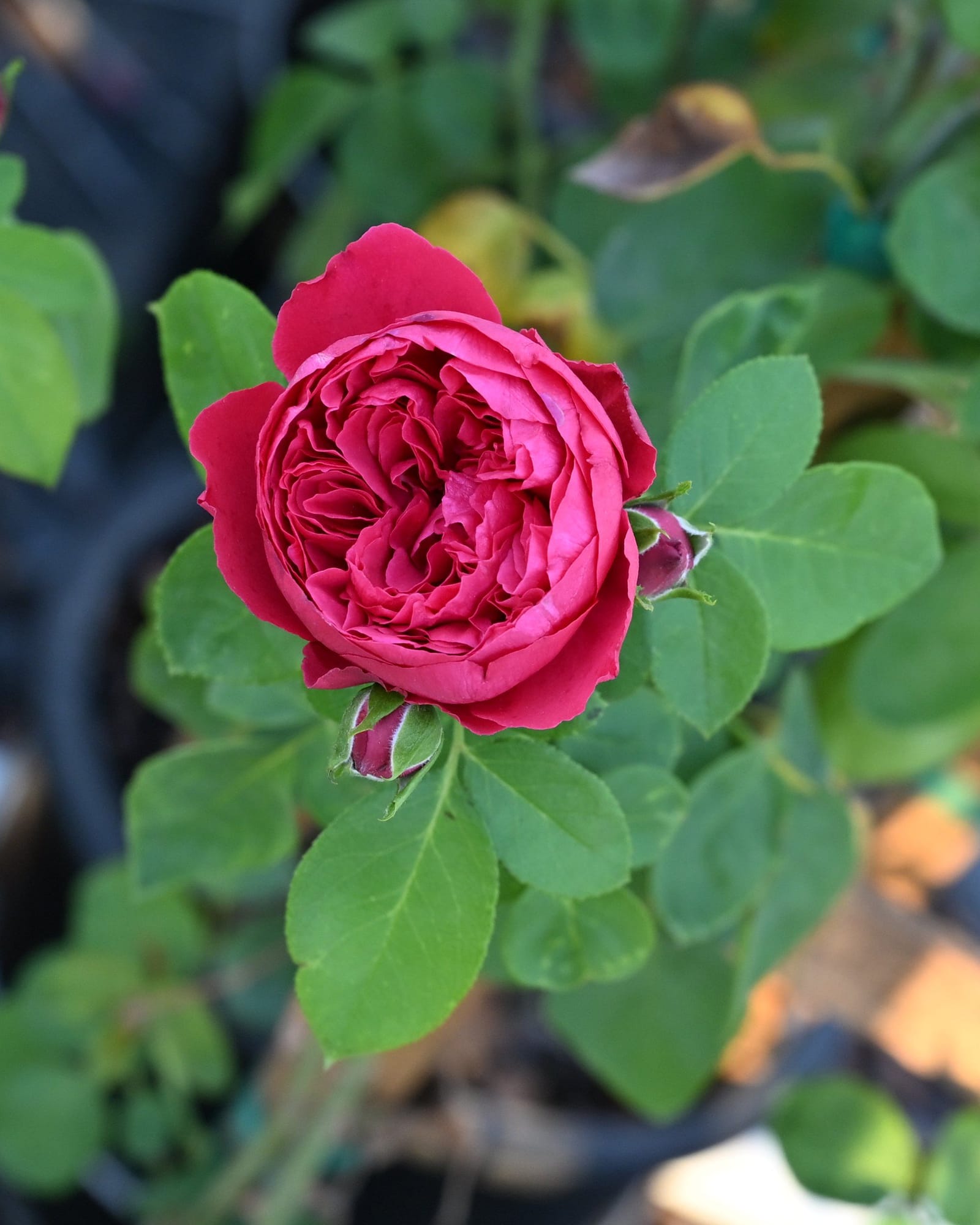 Red Eden Climbing Rose Trellis - view 5
