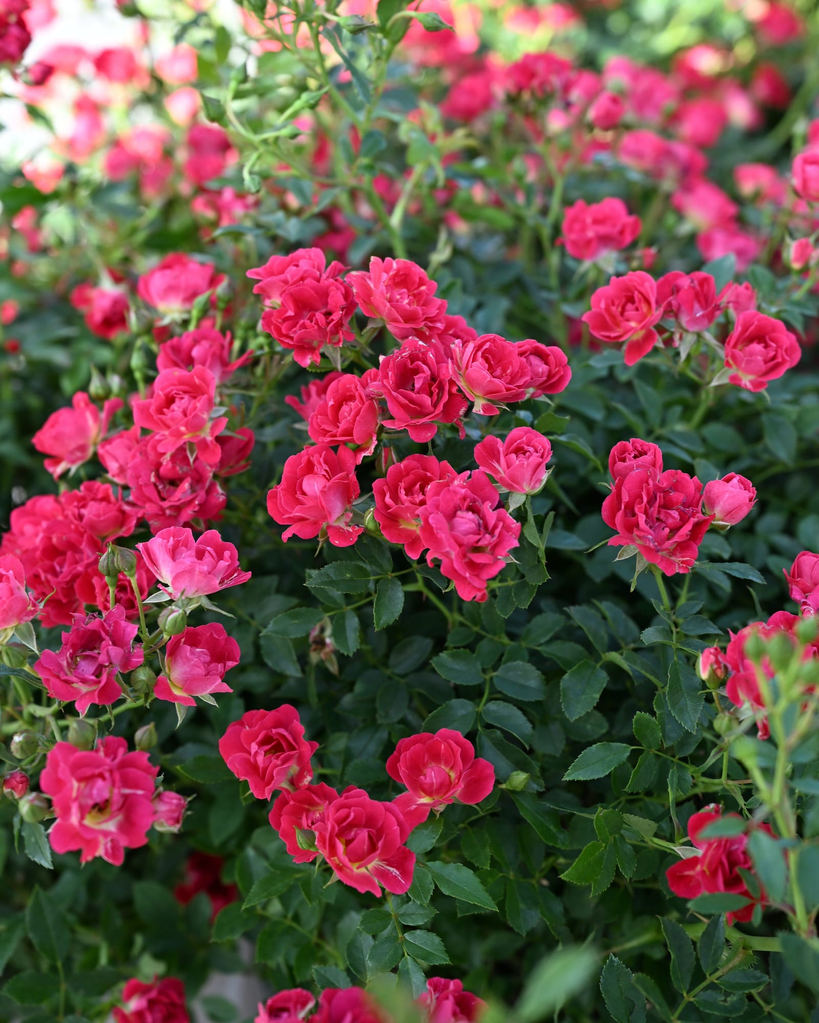 Red Drift Rose