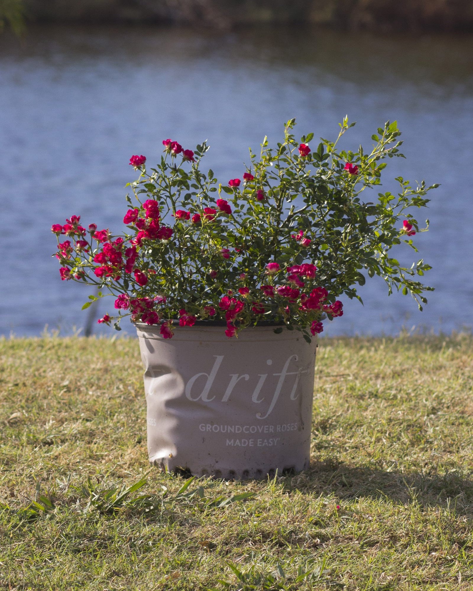 Red Drift Rose - view 3
