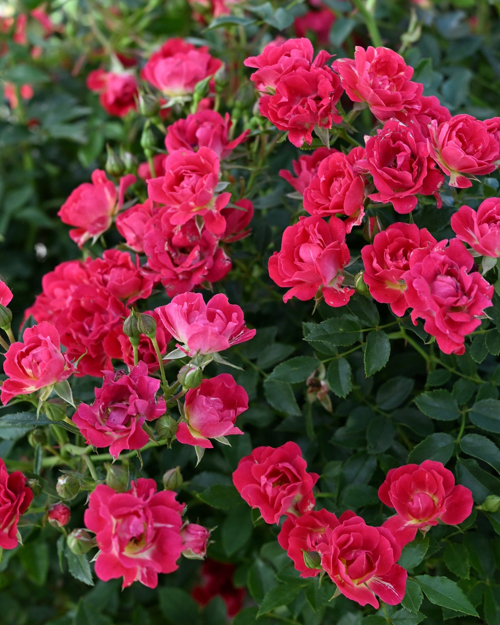 Red Drift Rose - view 4