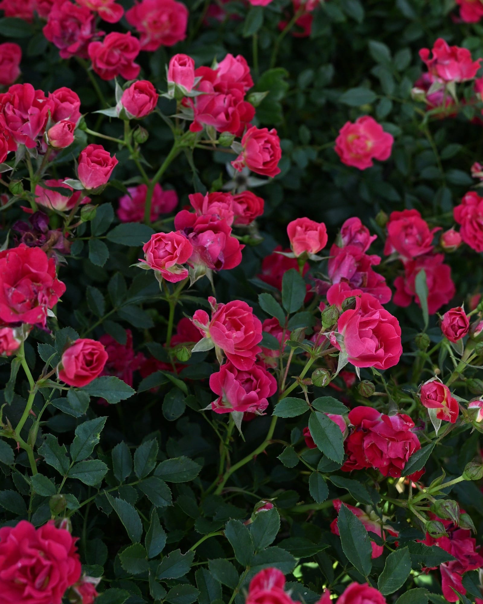 Red Drift Rose - view 5