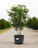 Yaupon Holly Pride of Houston thumbnail 1