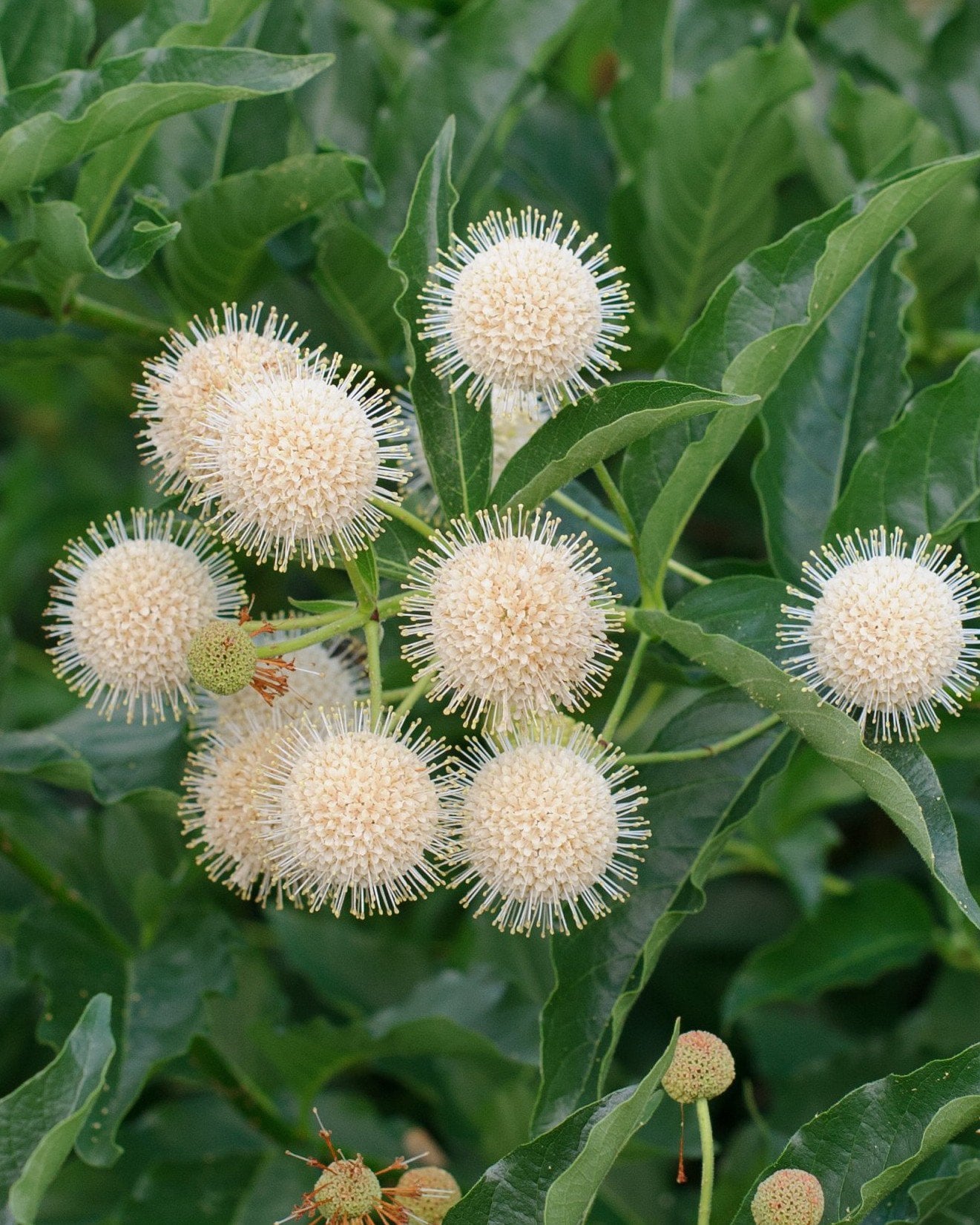 Blanco Buttonbush - Image 2