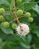 Blanco Buttonbush - Image 4