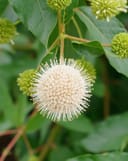 Blanco Buttonbush - Image 5