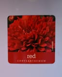 Five Alarm Red Mum thumbnail 1