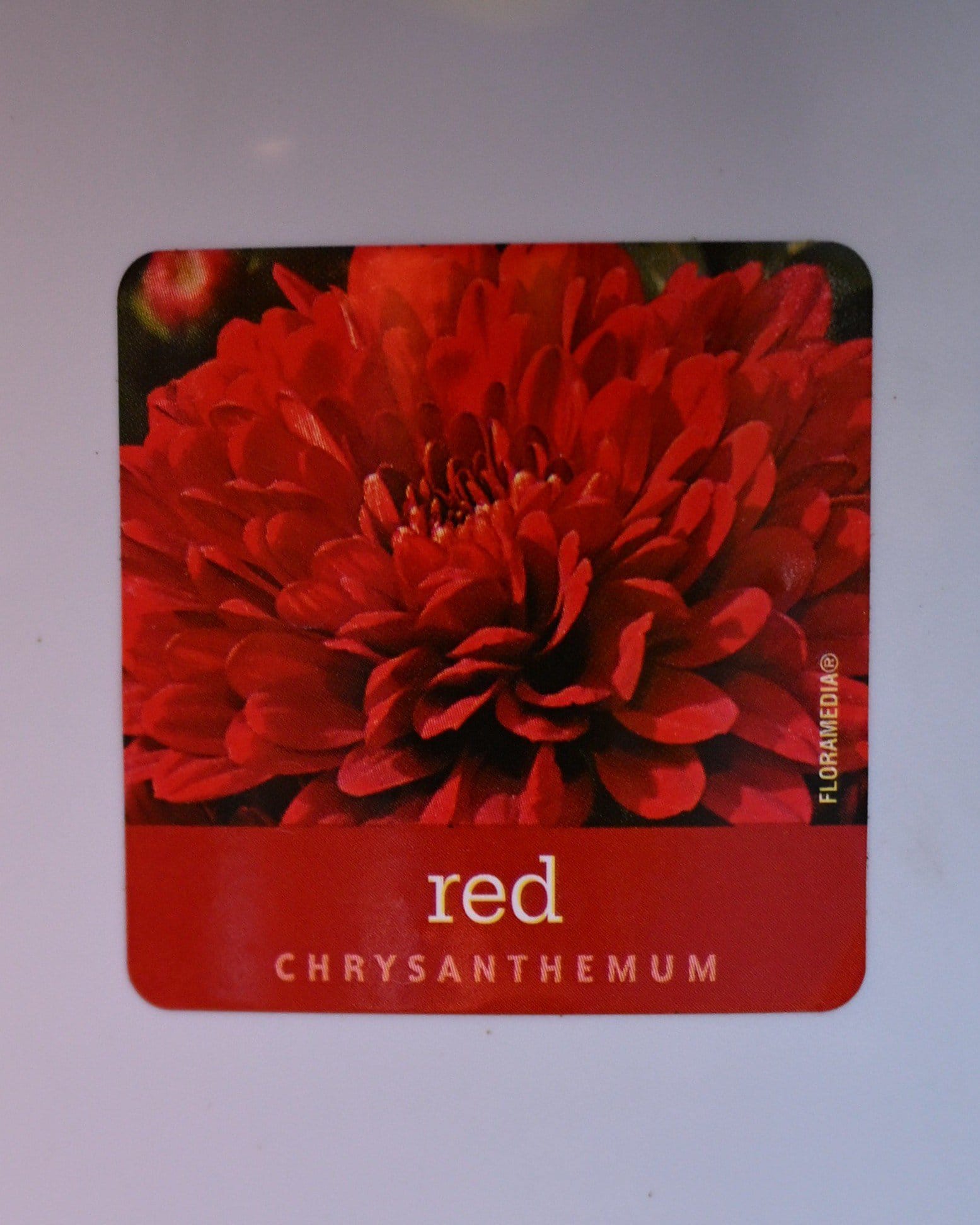 Five Alarm Red Mum