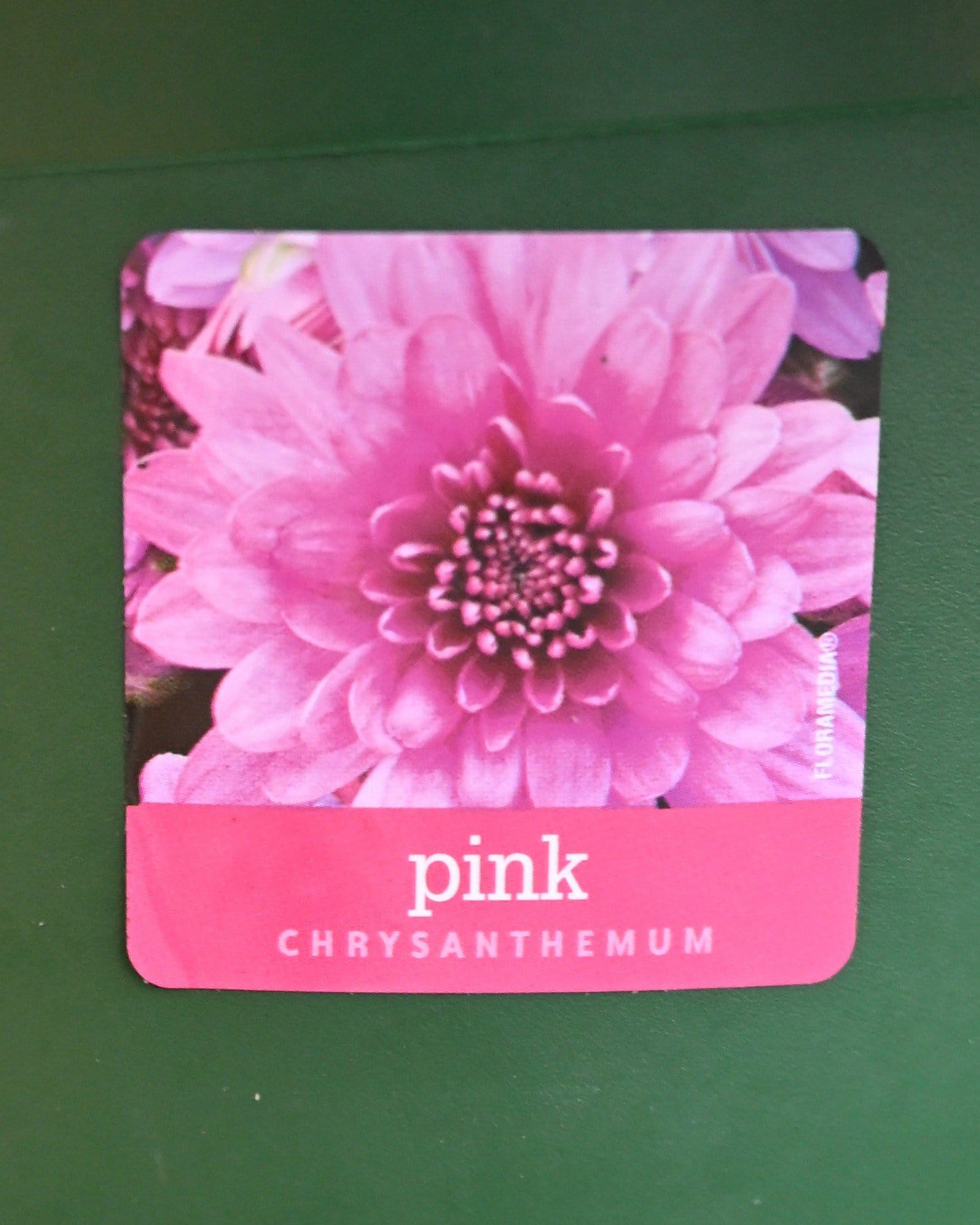 Stellar Pink Mum
