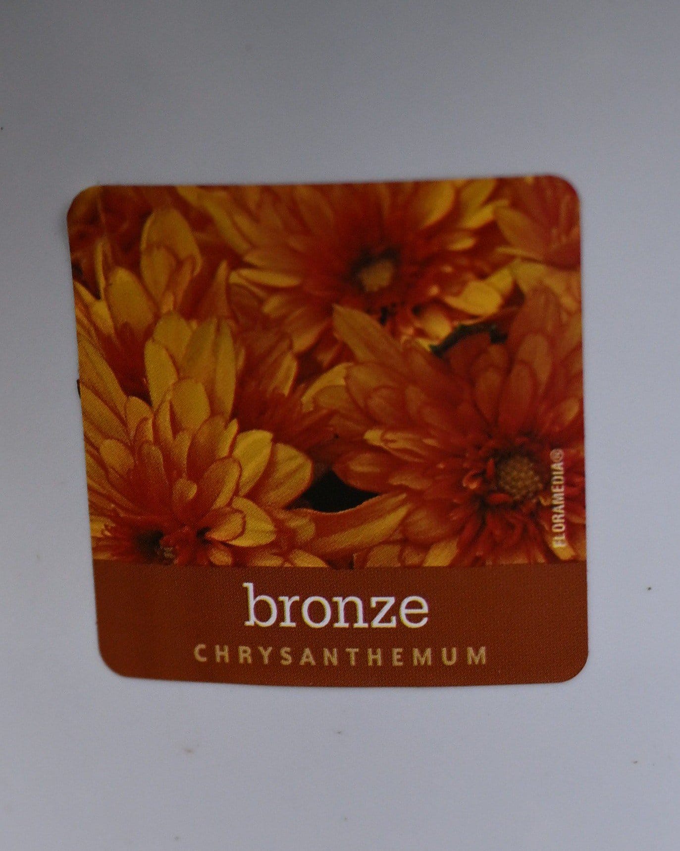 Zuma Orange Mum