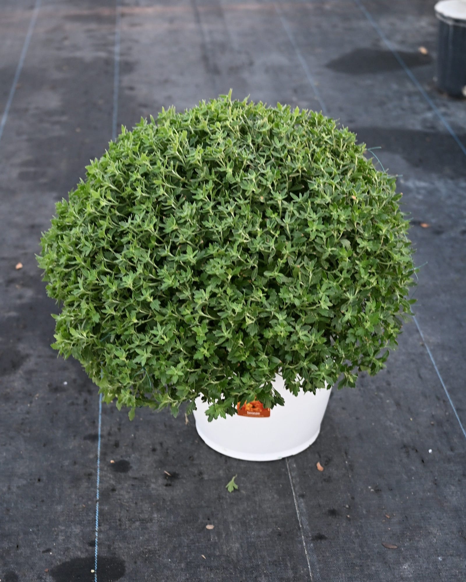 Zuma Orange Mum - view 3