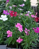 Coronet Mix Dianthus thumbnail 1