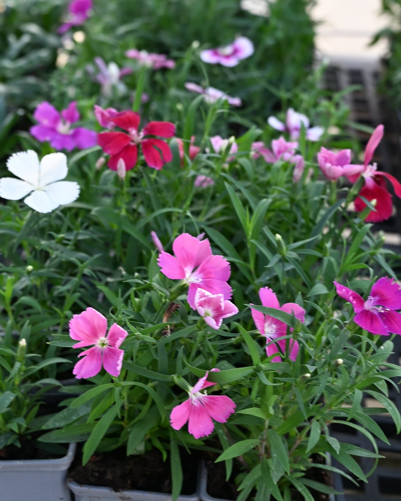 Coronet Mix Dianthus