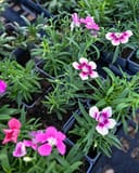 Coronet Mix Dianthus thumbnail 2