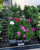 Coronet Mix Dianthus thumbnail 3