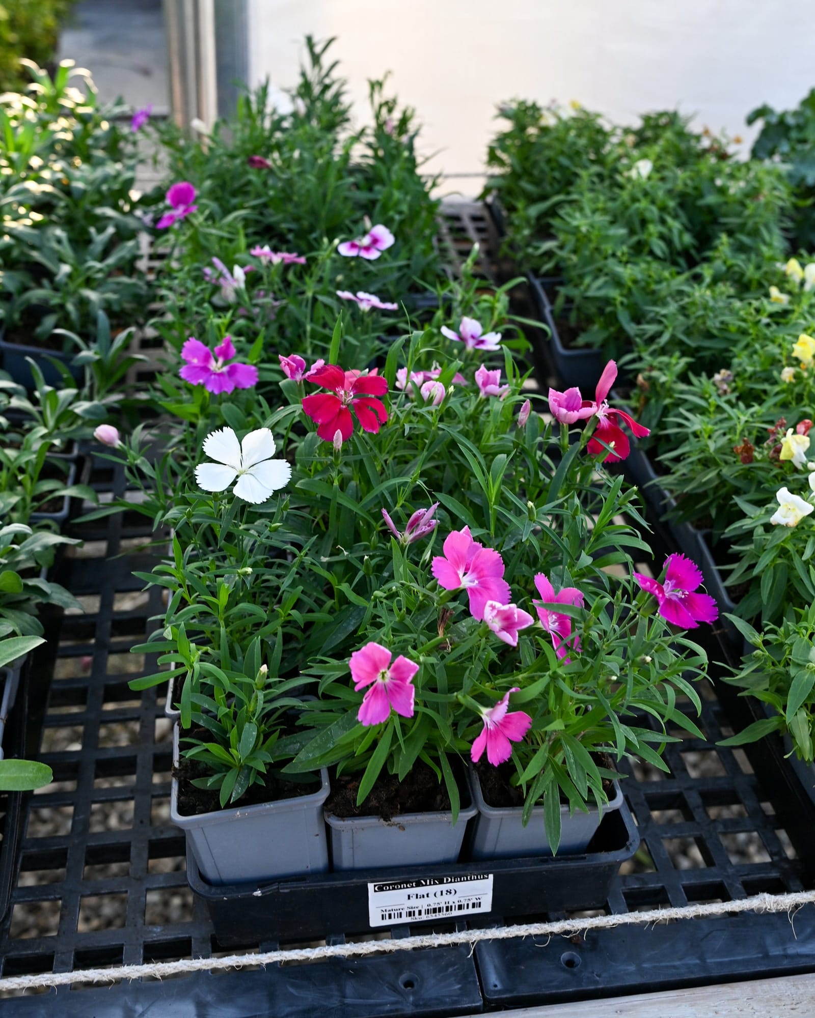 Coronet Mix Dianthus - view 3