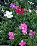 Coronet Mix Dianthus thumbnail 4