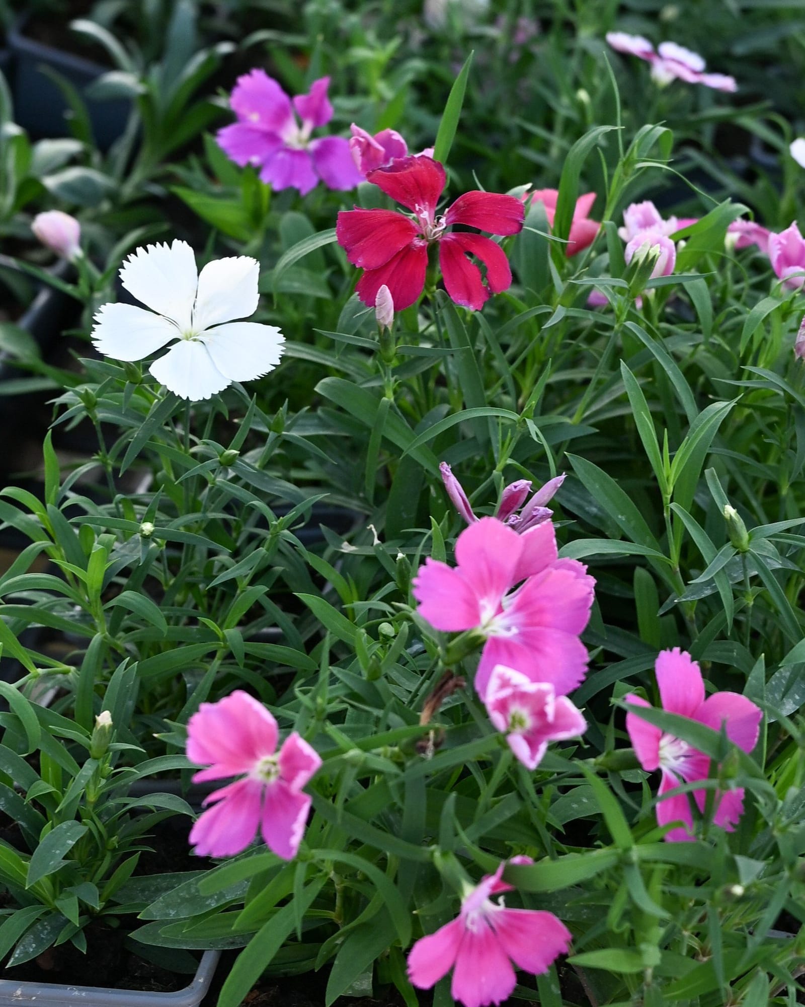 Coronet Mix Dianthus - view 4