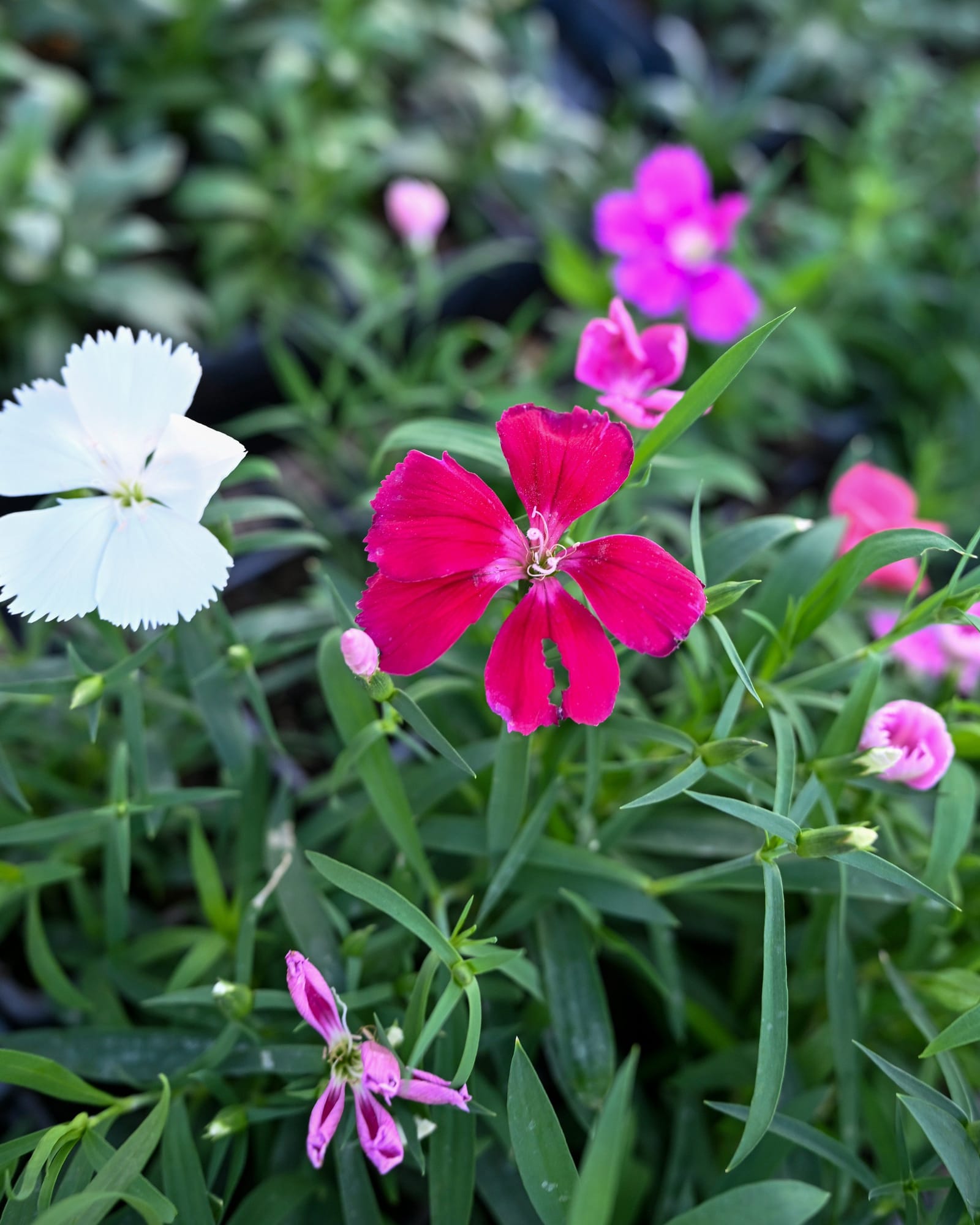 Coronet Mix Dianthus - view 5