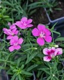 Coronet Mix Dianthus thumbnail 6